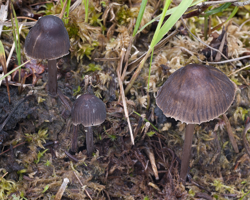 Mycena megaspora